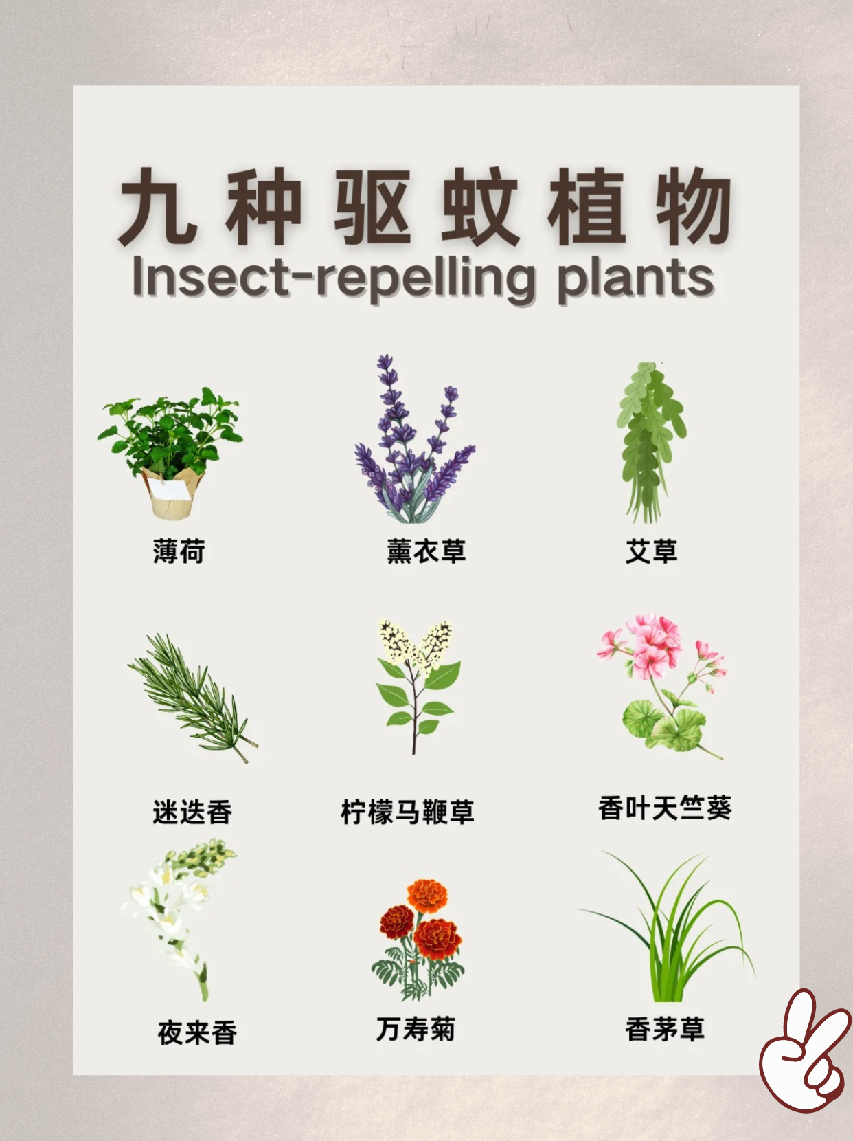 薰衣草不仅能舒缓情绪,香气也能驱蚊.
