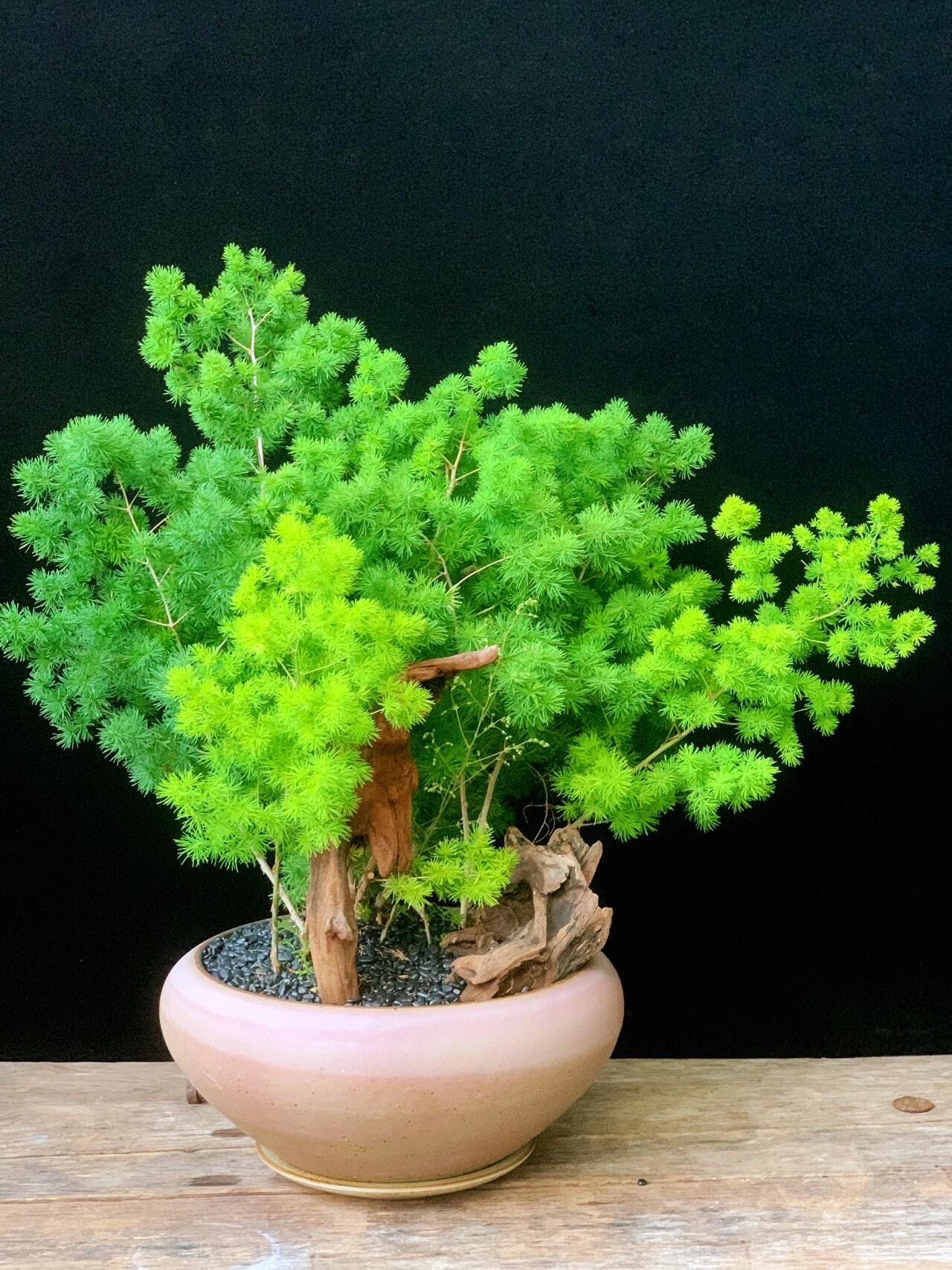 蓬莱松盆景图片  蓬莱松的模样那叫一个别致.
