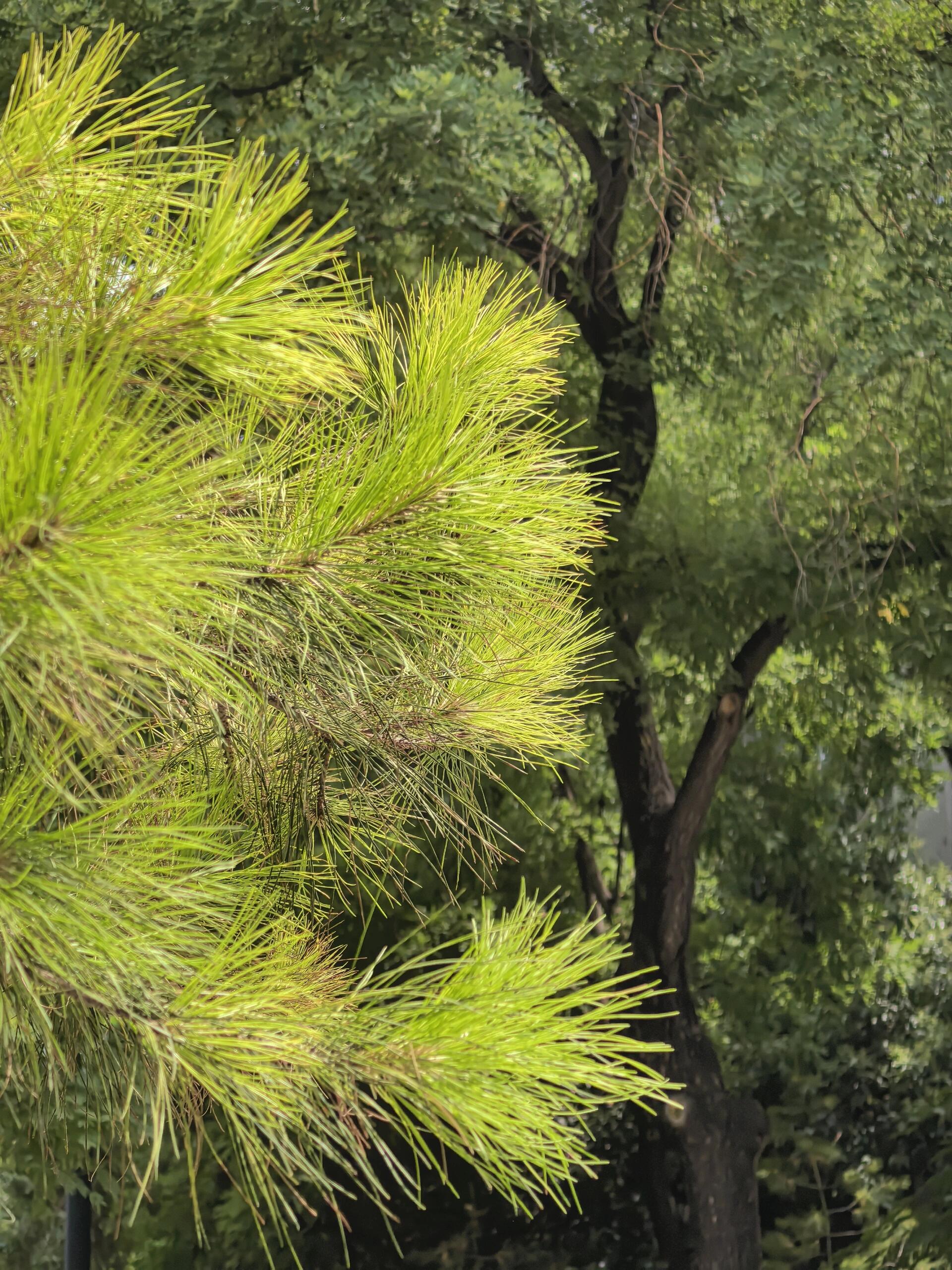 松针树通常长得比较挺拔,给人一种坚韧的感觉