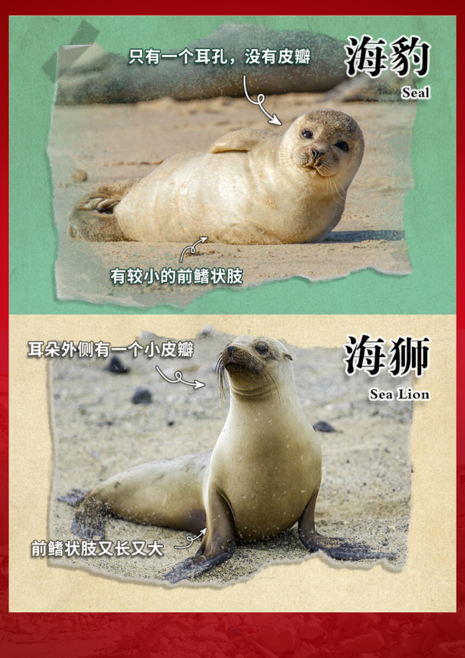 🌊海豹和海狮的区别👀