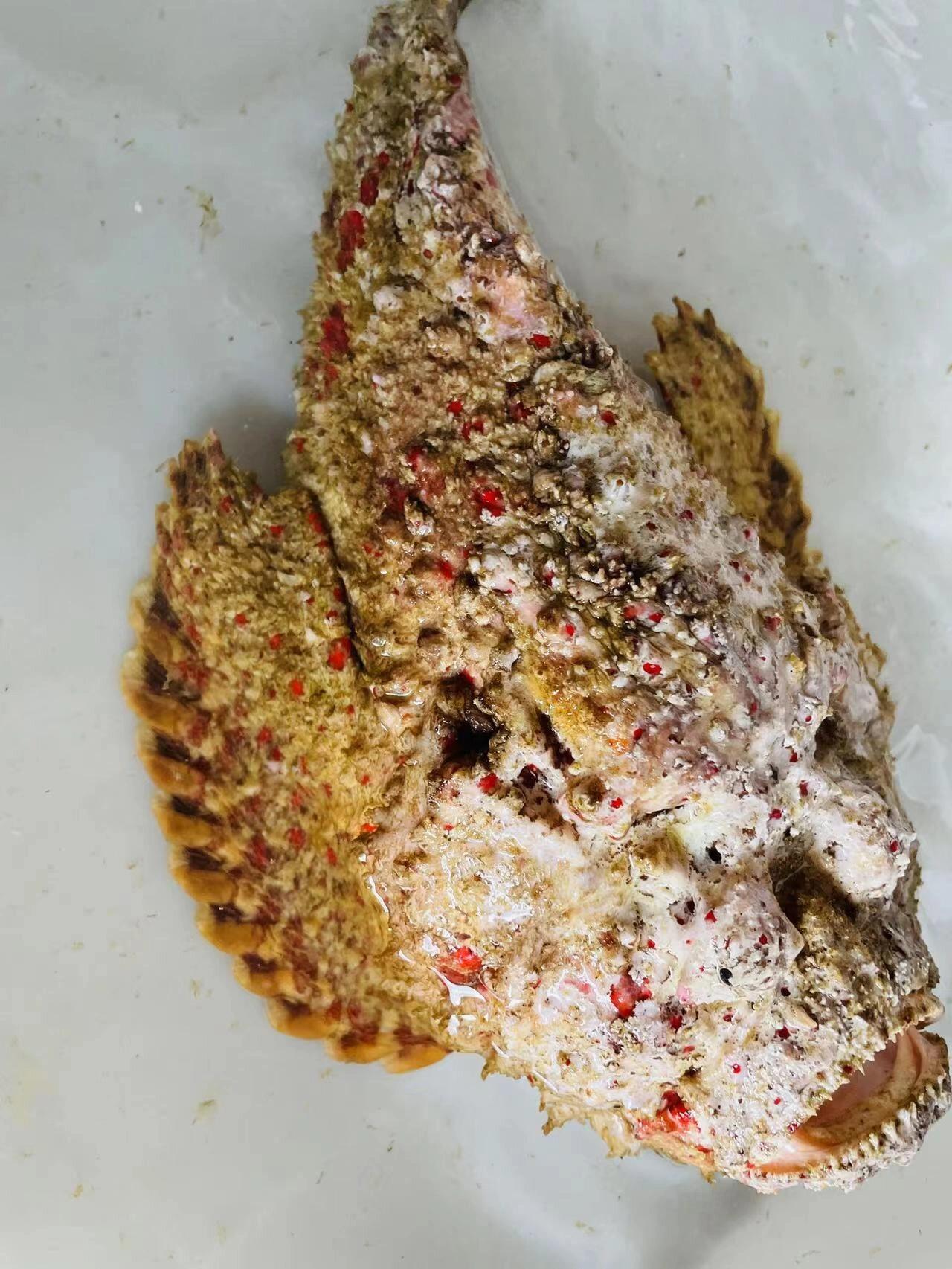 石头鱼长得很有特色