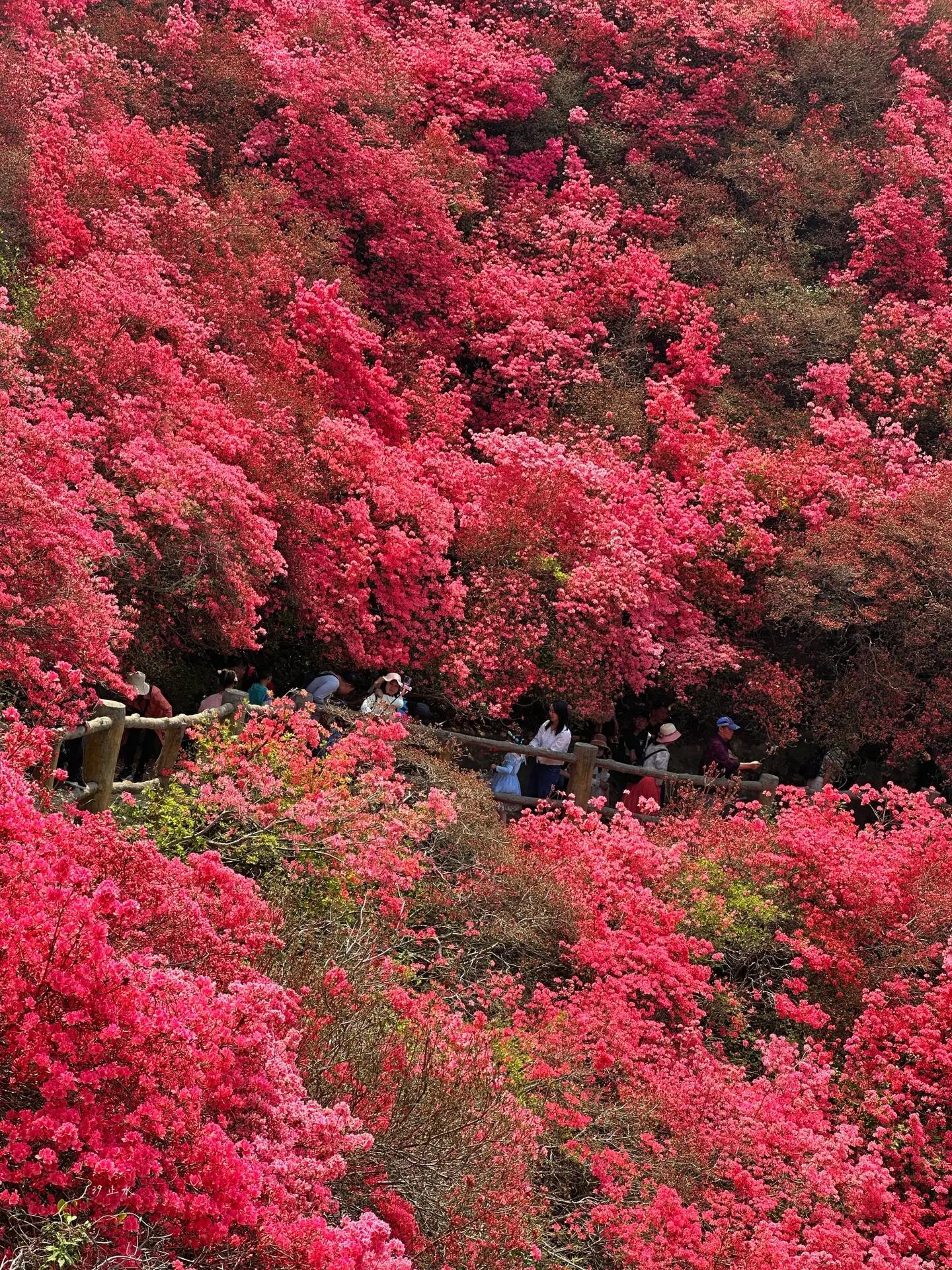 映山红一般在春季开放,漫山遍野的映山红盛开时,景色非常壮观