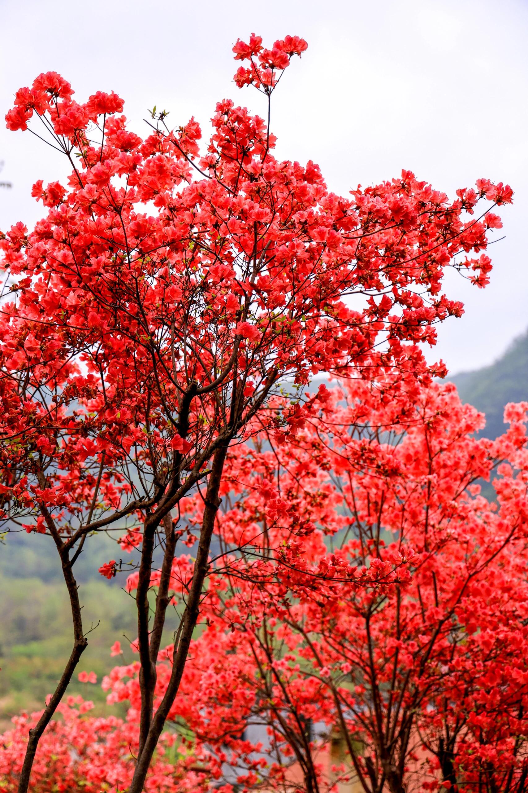 映山红一般在春季开放,漫山遍野的映山红盛开时,景色非常壮观