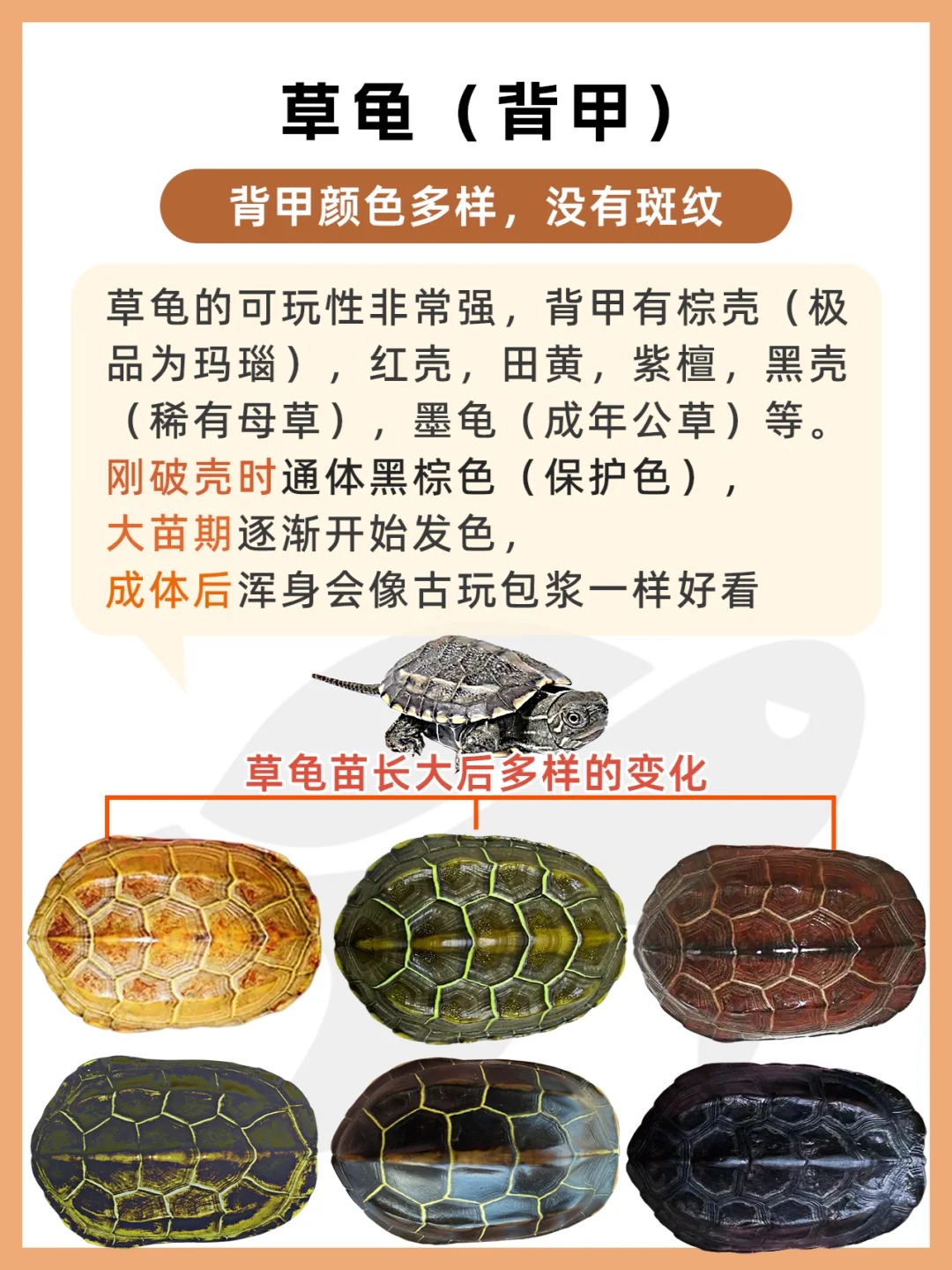 小伙伴们,咱们来分享一下中华草龟的图片哦.