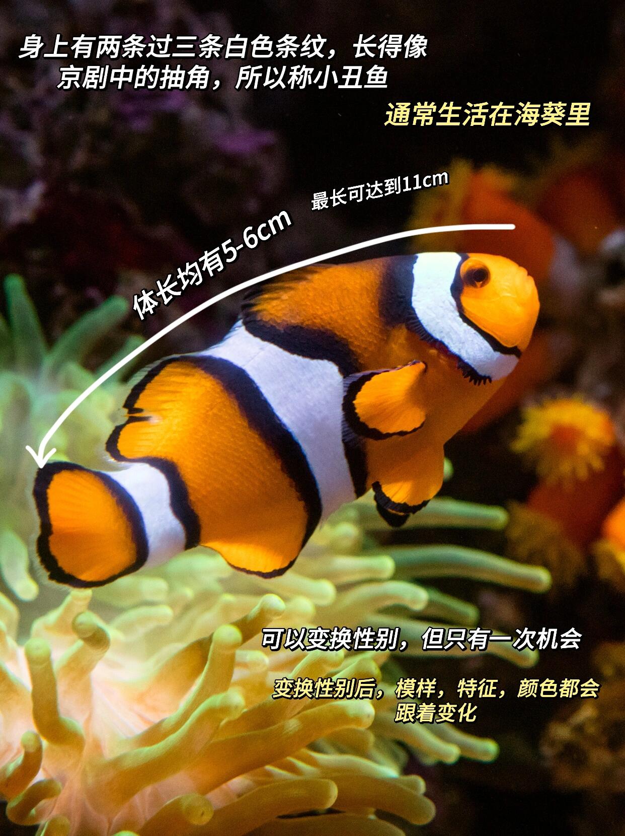 小丑鱼真的是一种超级萌的海洋生物.