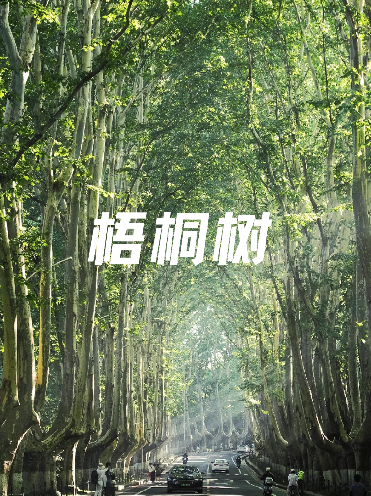 梧桐树真的是一种很特别的树呢!