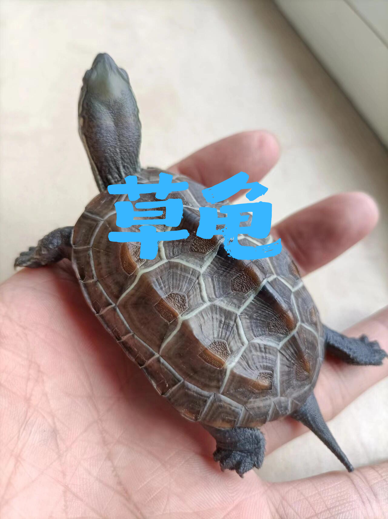 来和大家分享一些中华草龟的图片呀
