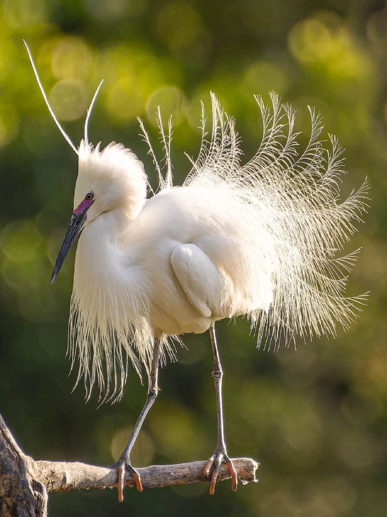 鹭鸶鸟的照片  跟你们分享一下我所看到鹭鸶鸟的照片,真的是超级惊艳.
