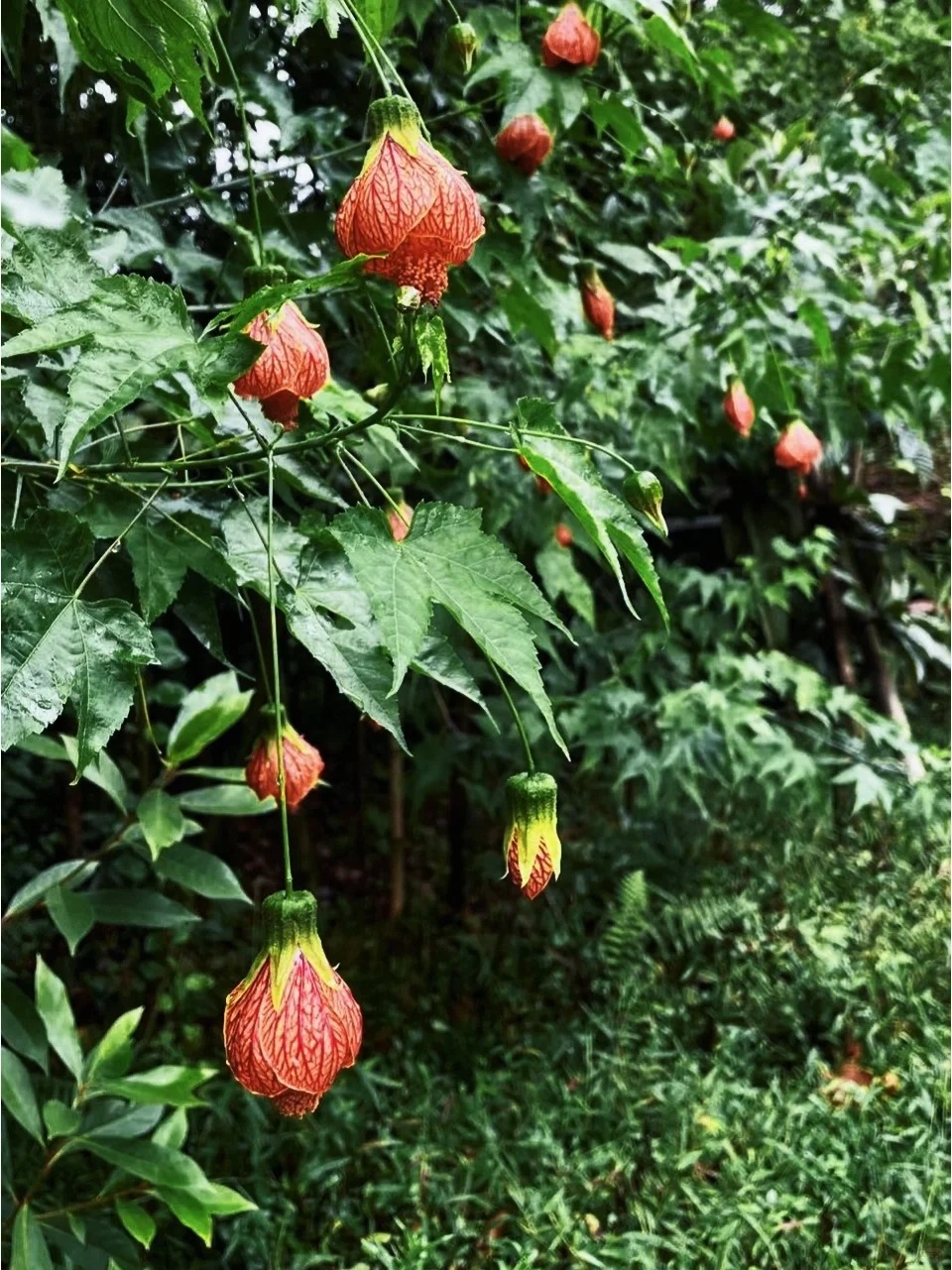 灯笼花的形状就像一个个小巧可爱的灯笼
