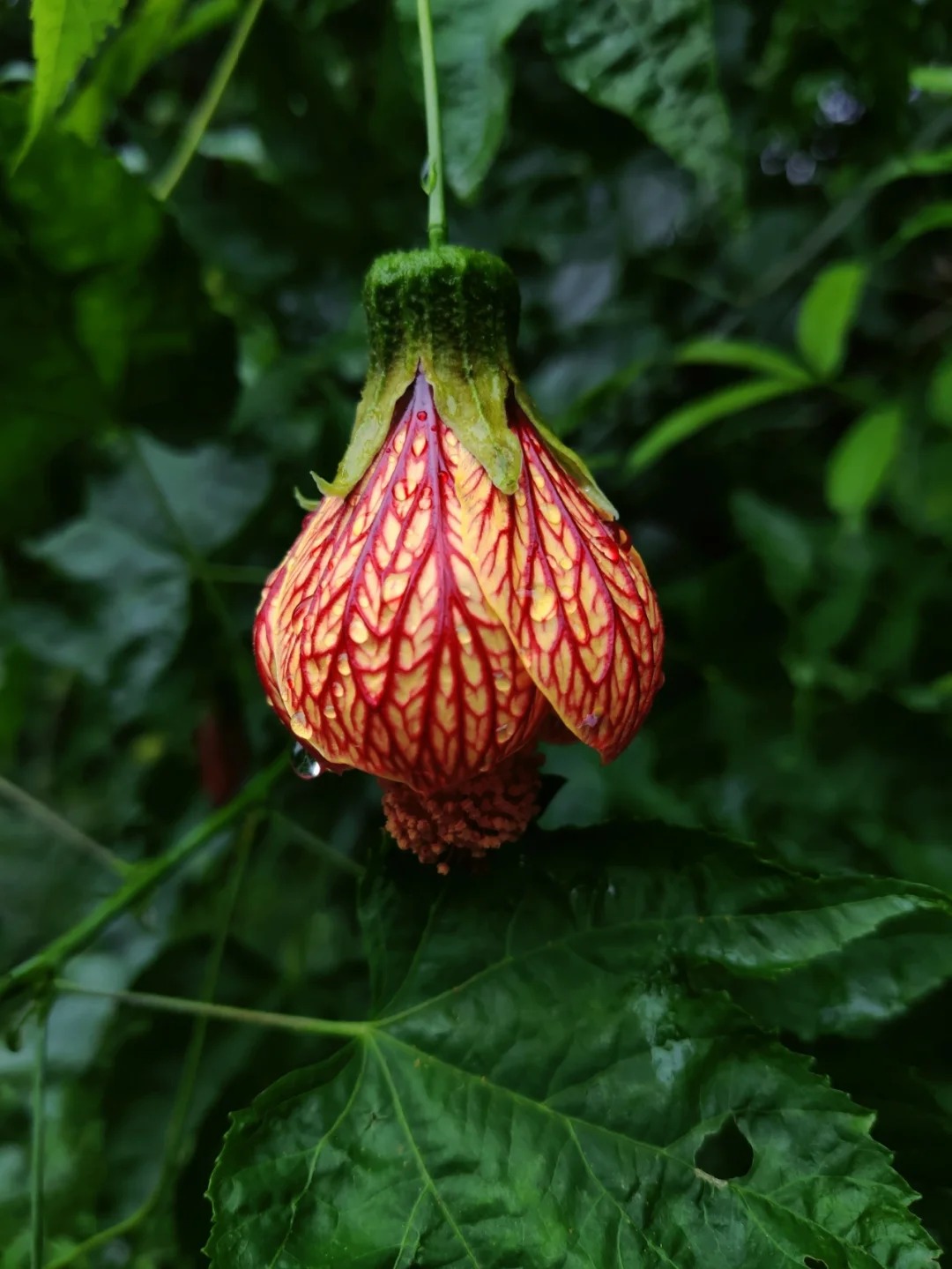 灯笼花的形状就像一个个小巧可爱的灯笼