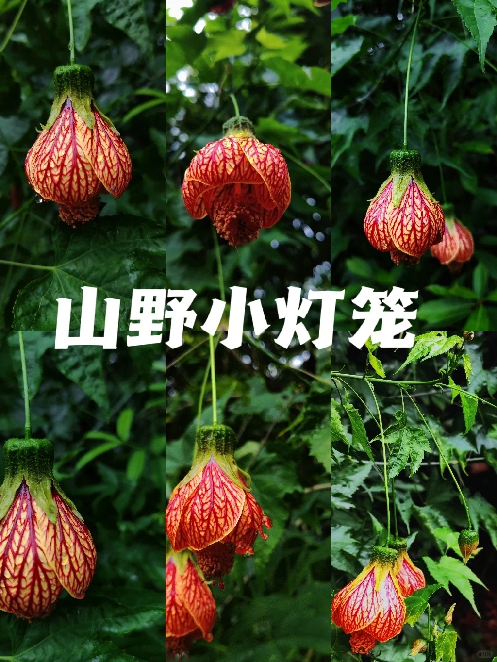 灯笼花的形状就像一个个小巧可爱的灯笼