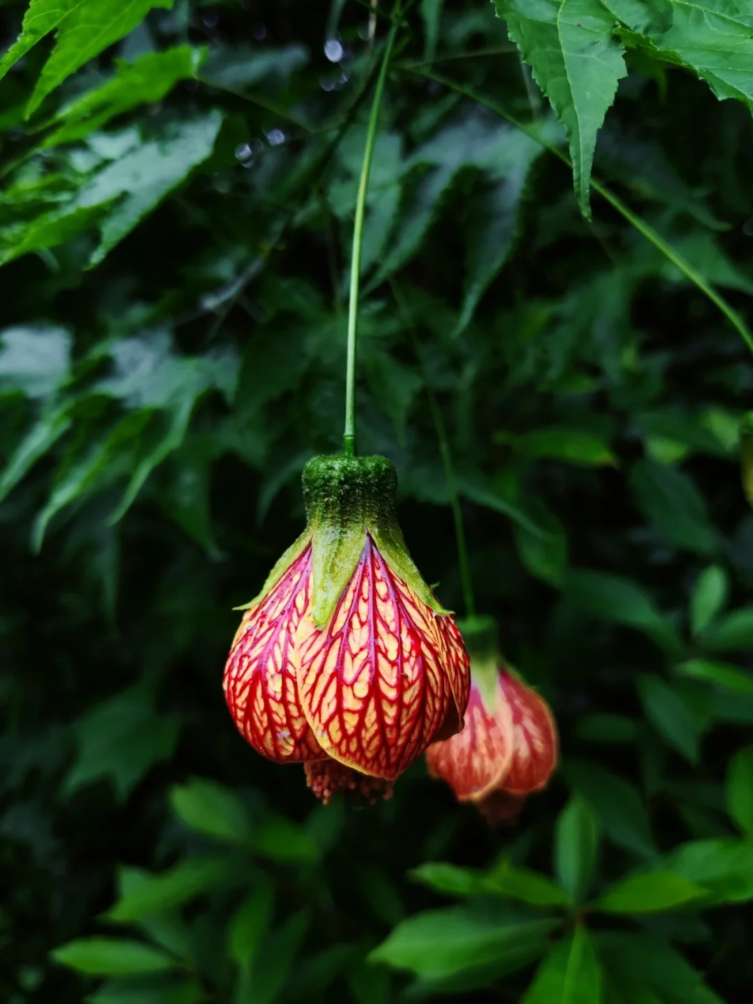 灯笼花的形状就像一个个小巧可爱的灯笼