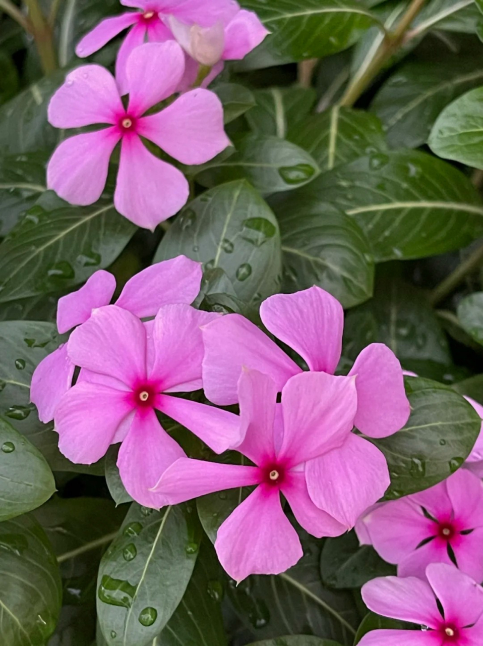 😎  长春花真的是一种超级迷人的花卉