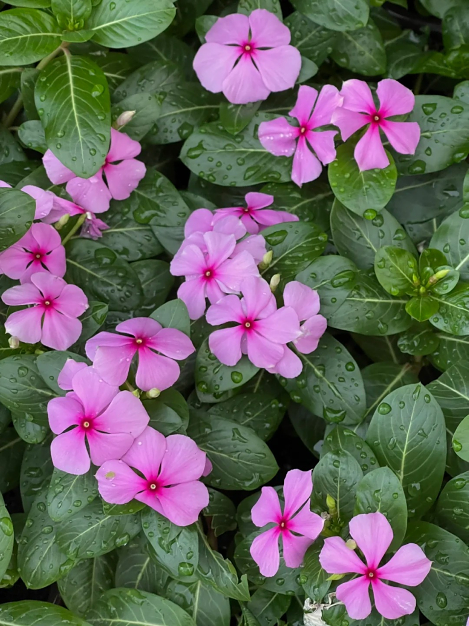 😎  长春花真的是一种超级迷人的花卉