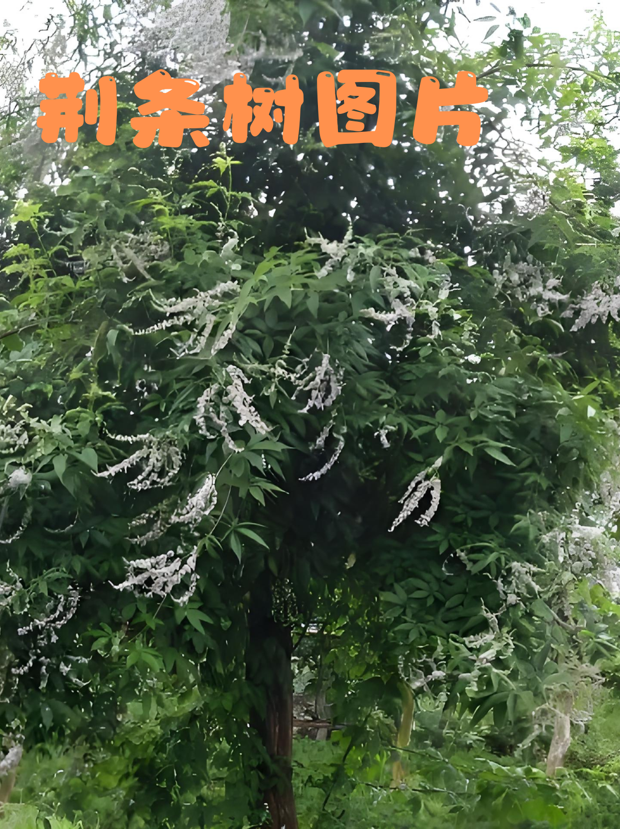 荆条树的身姿并不高大挺拔,却有着一种坚韧不拔的气质