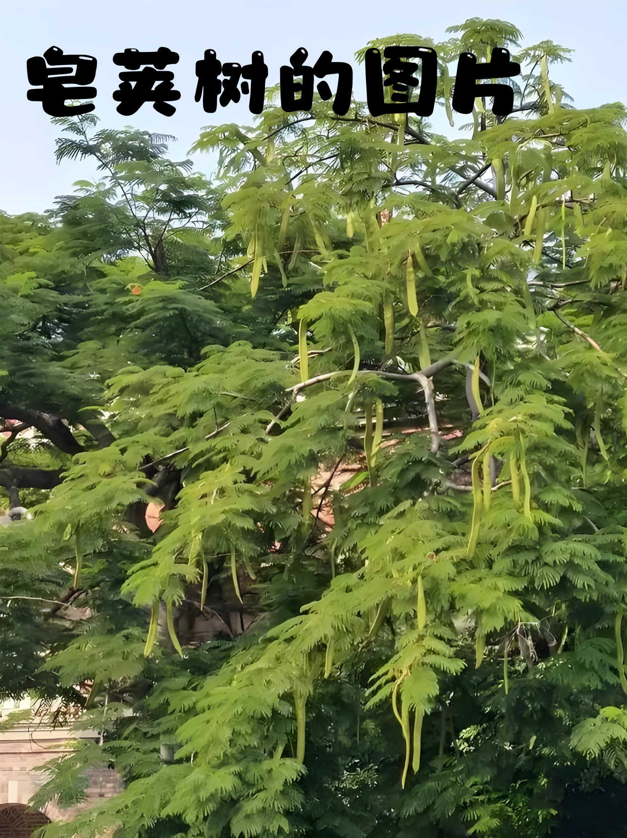 树长什么样子图片高大的皂荚树皂荚木树的图片皂角树的图片皂荚图片