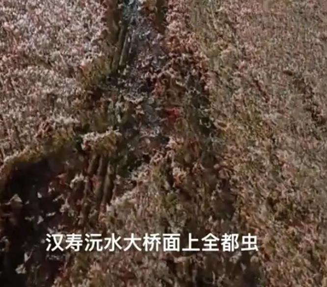 蜉蝣尸体厚约5厘米致车无法通行# "湖南汉寿县沅水大桥再现蜉蝣绿祆