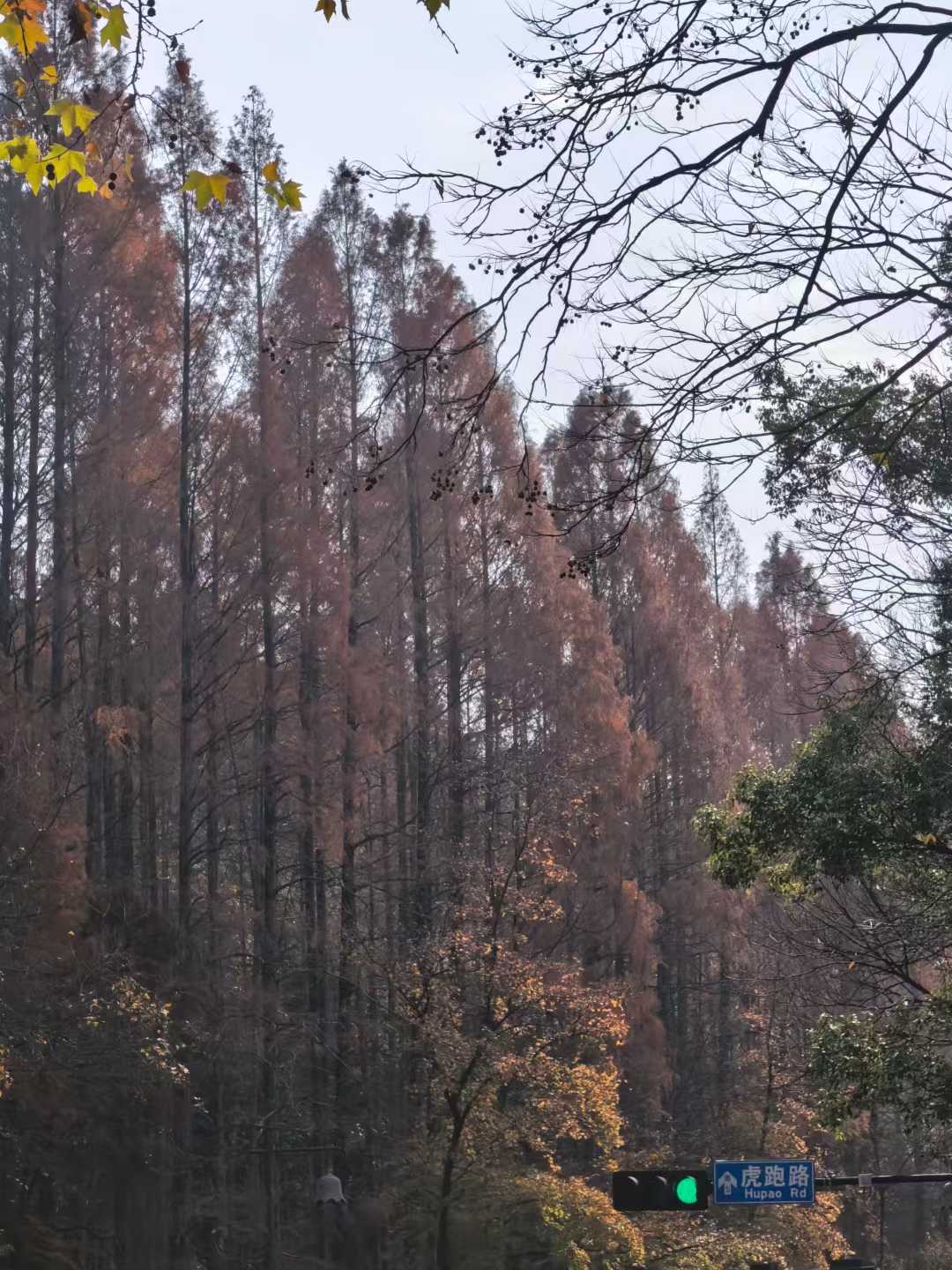 一抹灵动鲜活的枫红抚平了冬日里的萧瑟