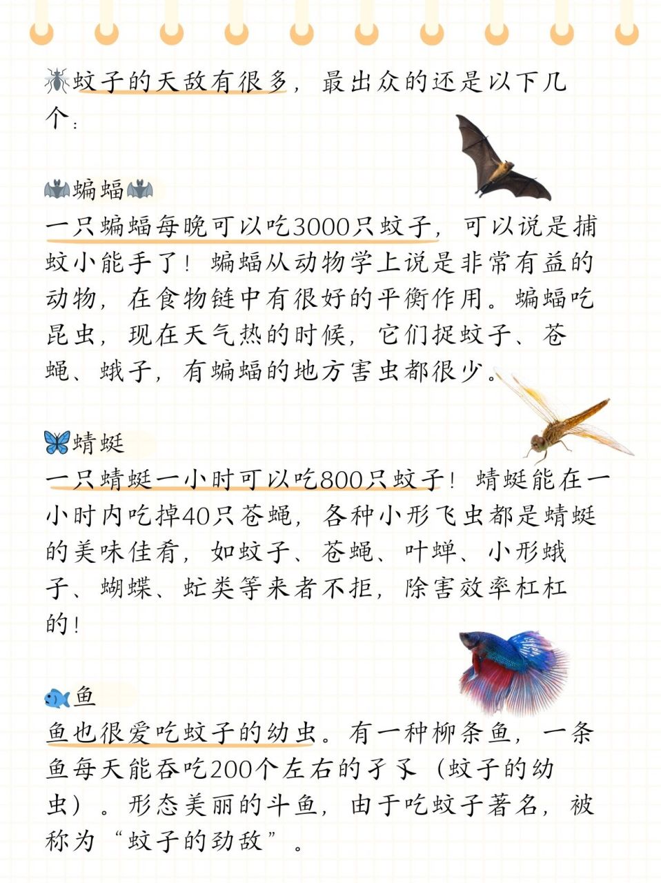 03蚊子的天敌有很多,最出众的还是以下几个: 09蝙蝠09 一只