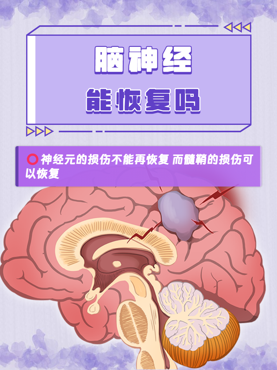 脑神经能恢复吗?