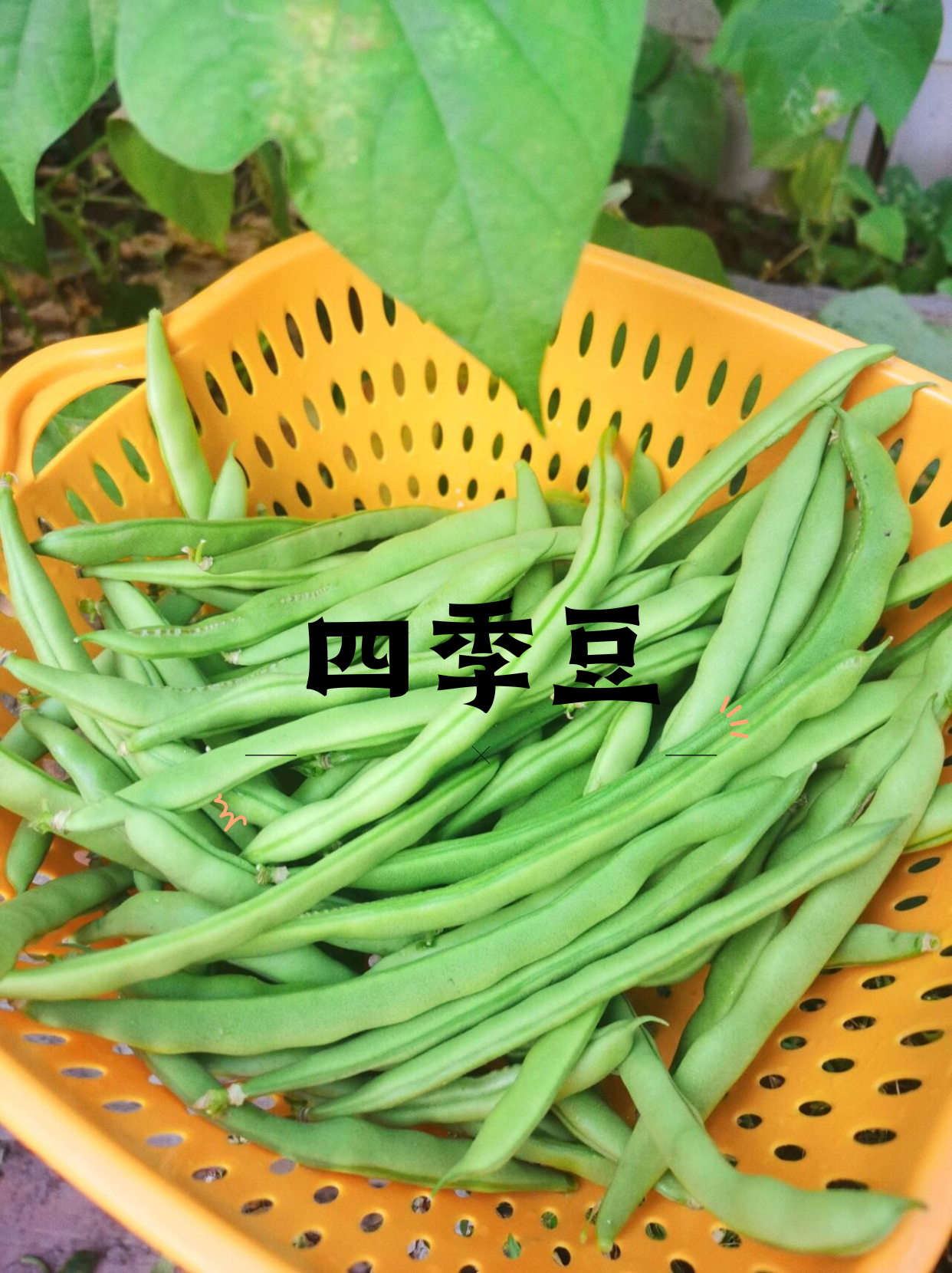 我一直很喜欢四季豆,它那翠绿的颜色和饱满的形状总是让人感觉充满
