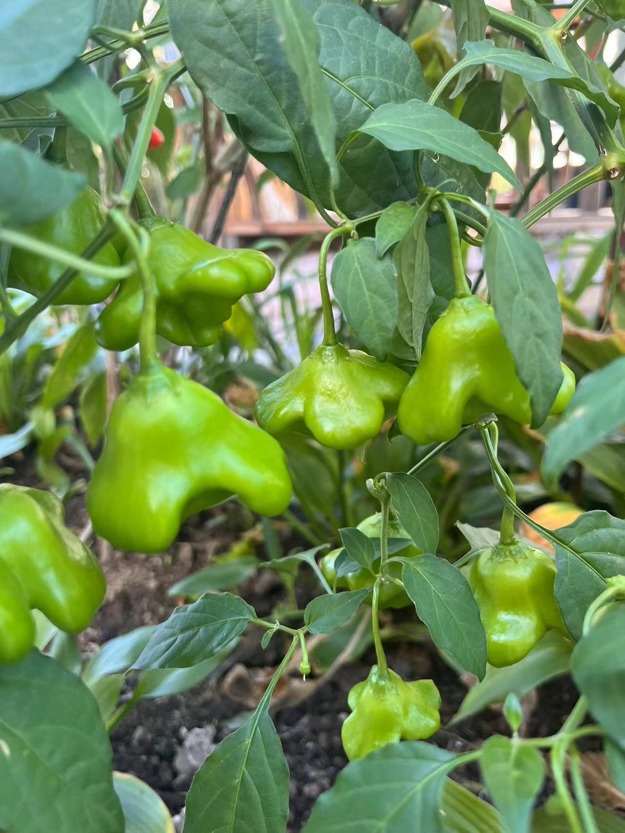 新宾满族自治县:农家院里成熟的小辣椒 #新时代六地辽宁杠杠滴