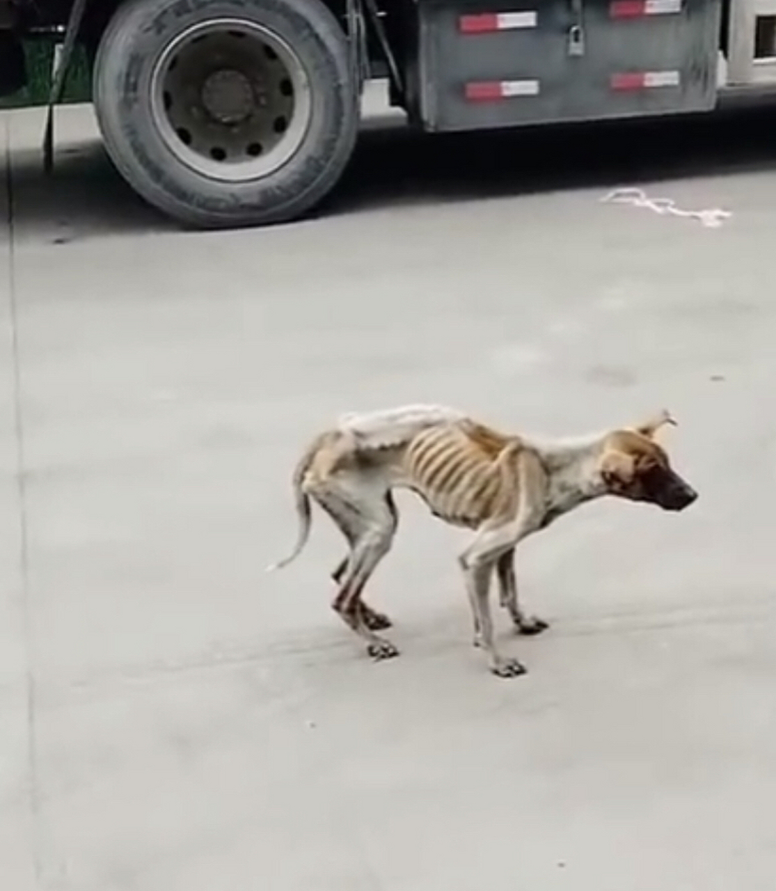 饿的瘦骨嶙峋的狗狗,现场看了真的让人好心疼.#狗狗# #奇闻趣事