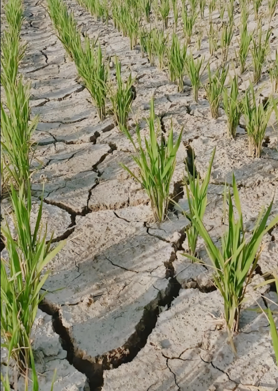 烈日无情地炙烤着大地,禾苗在干涸的土地上艰难地挣扎