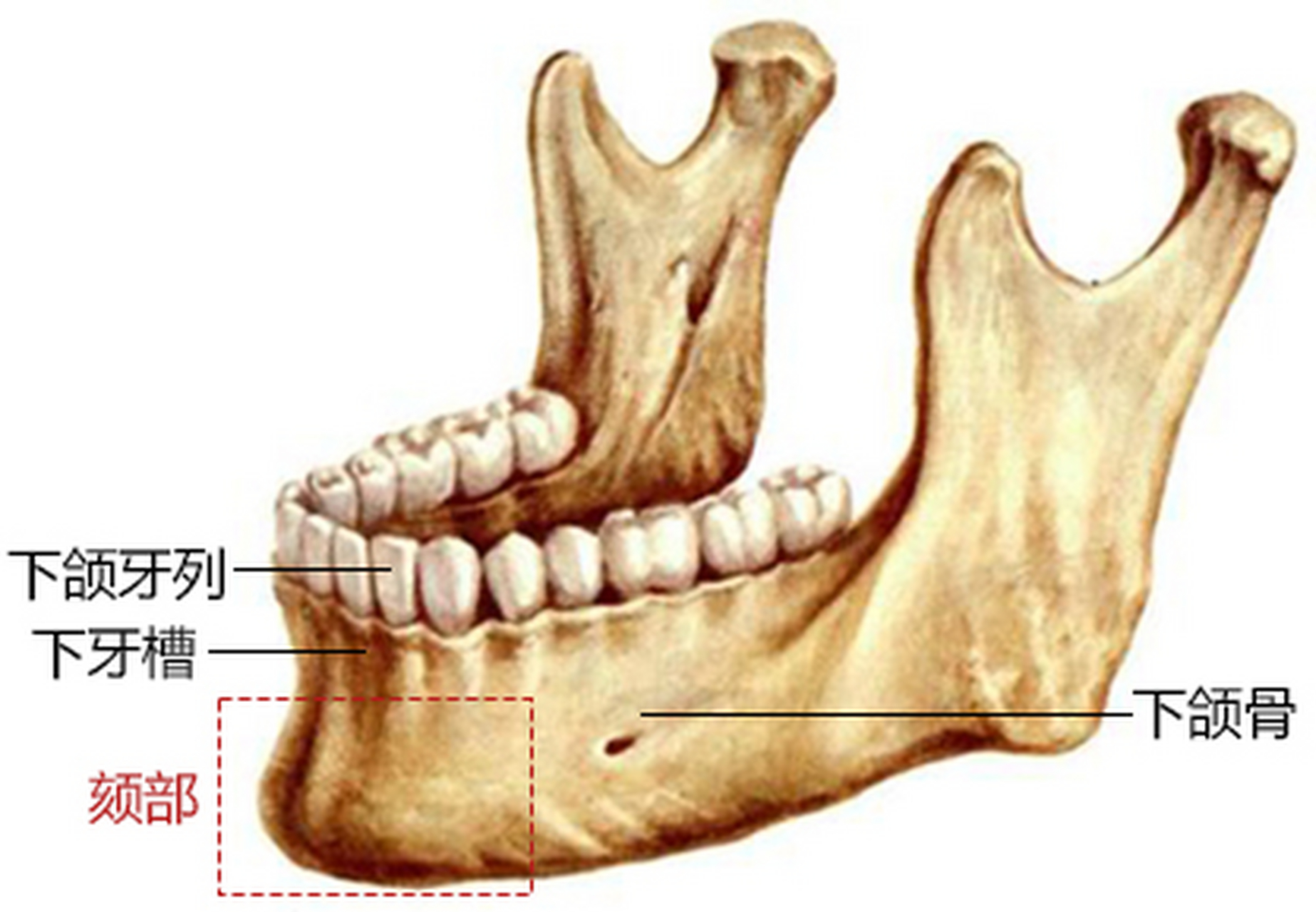 颏部的生长发育是我们人类才具有的特征,即使因为深覆合,下颌牙弓和