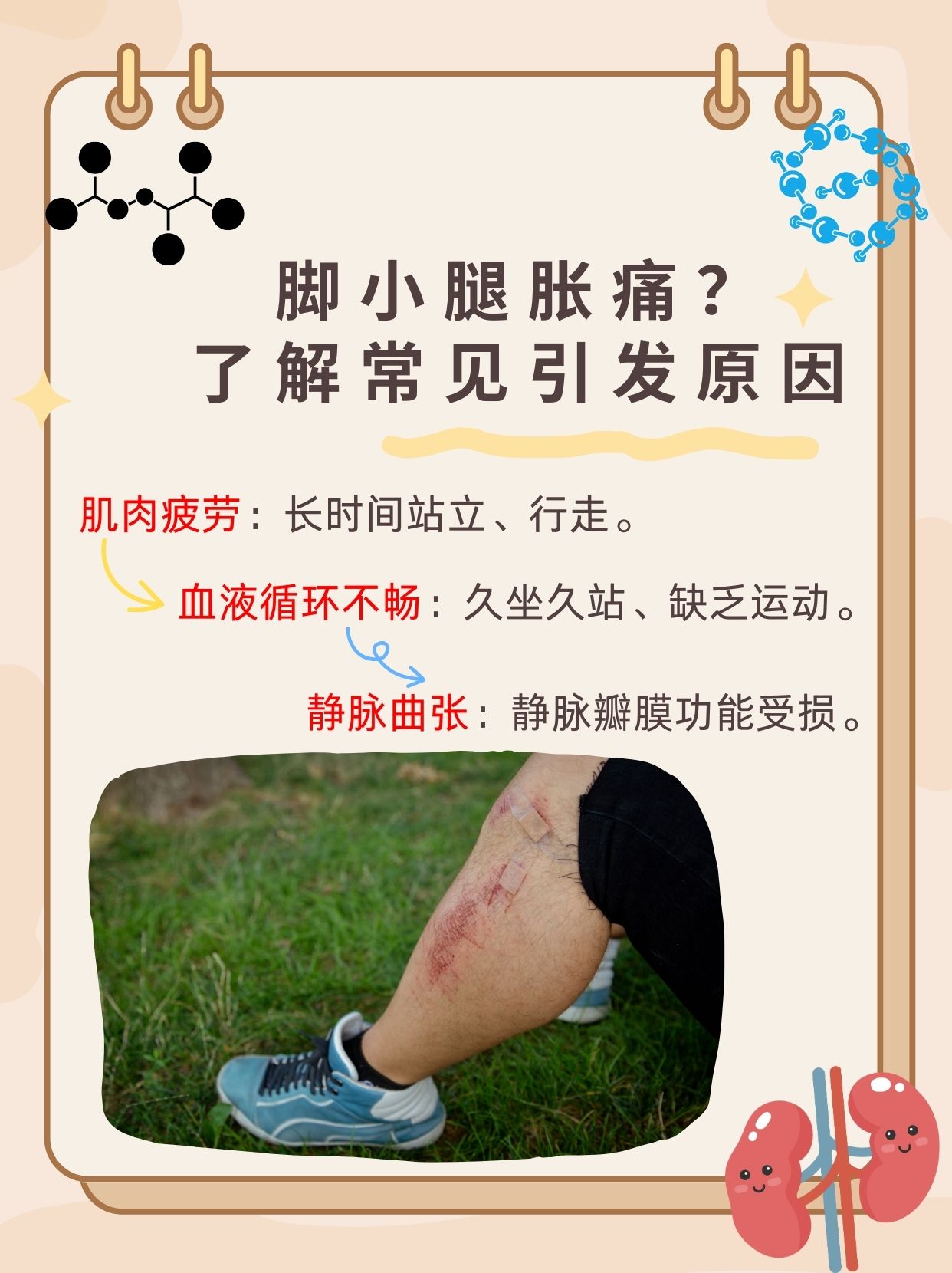 人的小腿为什么会酸痛