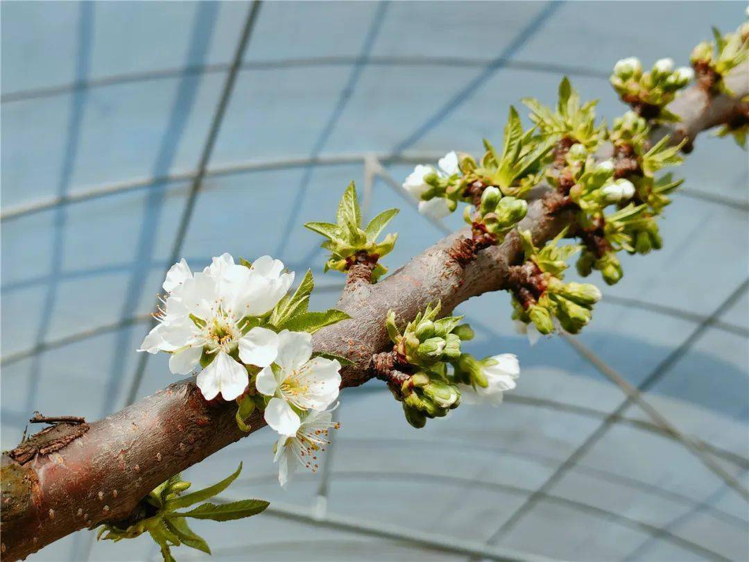 车厘子花什么样子图片