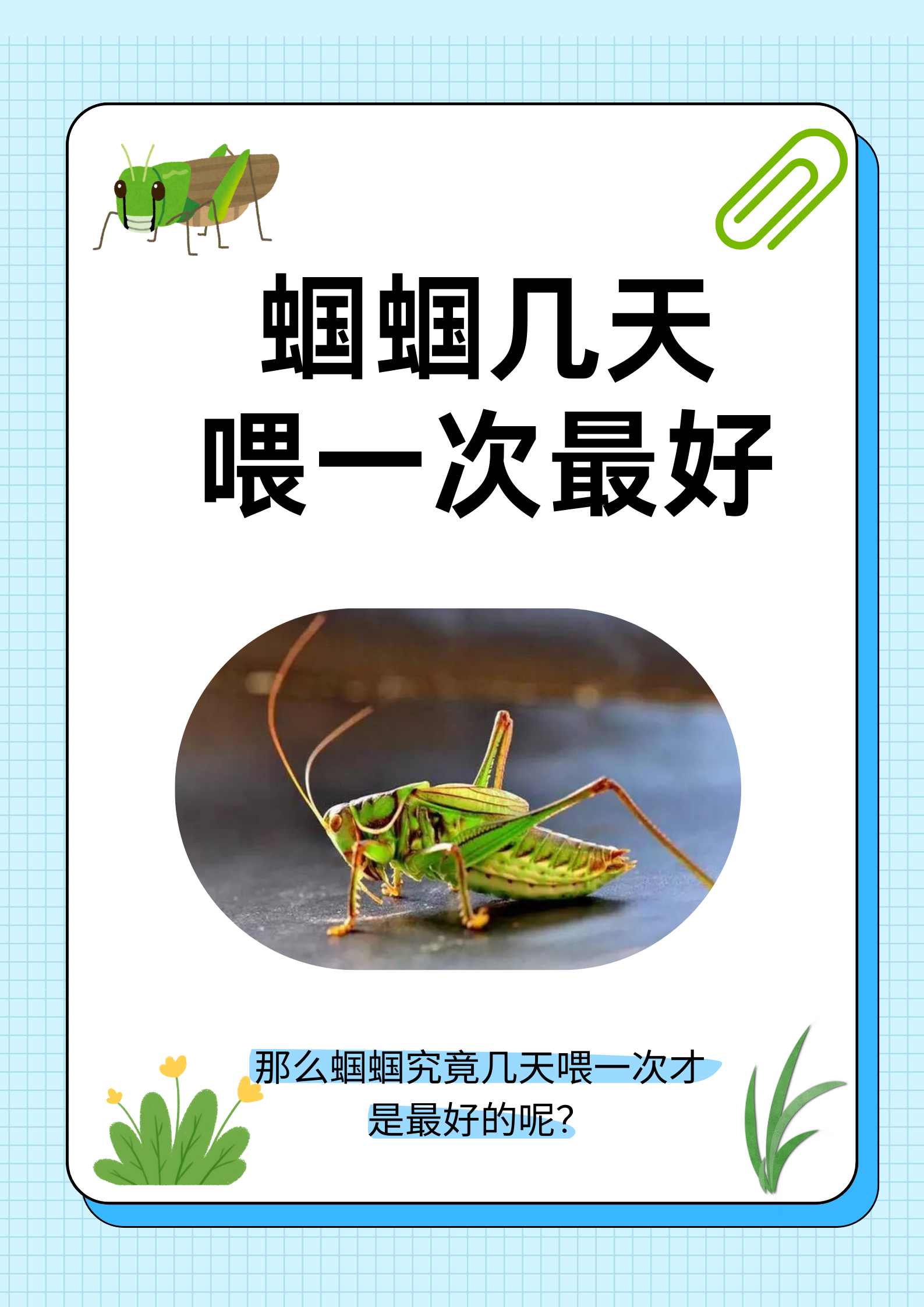 幼年蝈蝈正处于快速生长发育的阶段,对营