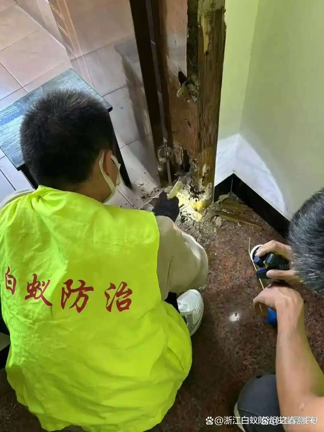 南昌市白蚁防治所电话19066505264 南昌市白蚁防治中心电话