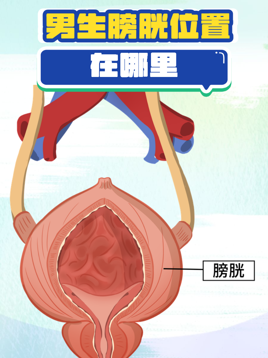 男生膀胱位置在哪里?