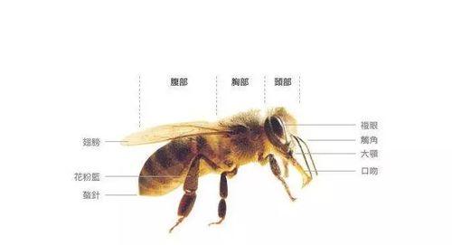 表现在身体结构上的特征上的特征. 蜜蜂的