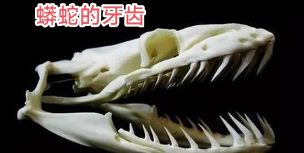 无毒蛇牙齿图片无毒蛇牙无毒蛇牙齿蟒蛇牙齿蛇的牙齿图片大全网纹蟒