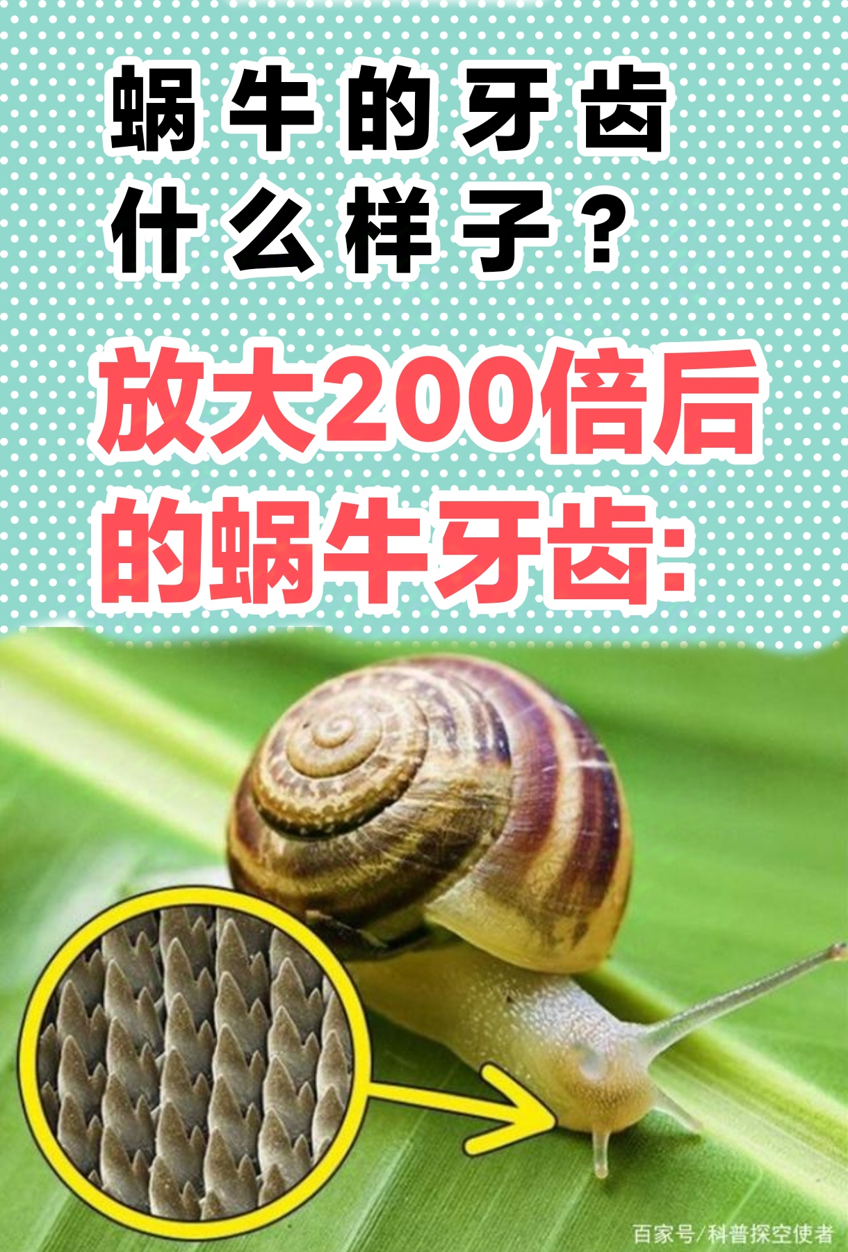 蜗牛的眼睛和鼻子长在哪里? 世界上牙齿数目最多的动物是什么?