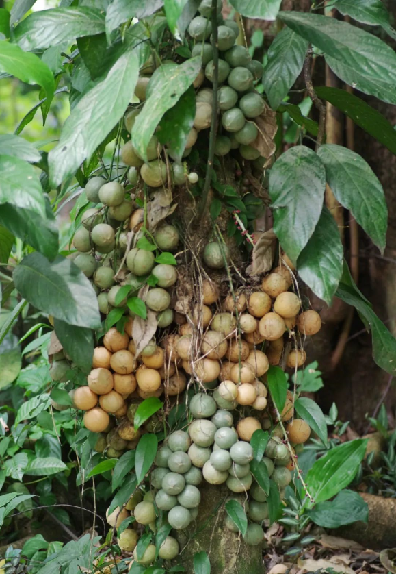 中文名:披针叶木奶果,学名:baccaurea lanceolata,科属:叶下珠科木奶