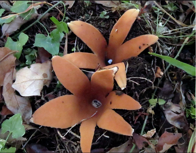 带你们认识一种神奇真菌会叫:世界上最为罕见的蘑菇之一,恶魔雪茄会