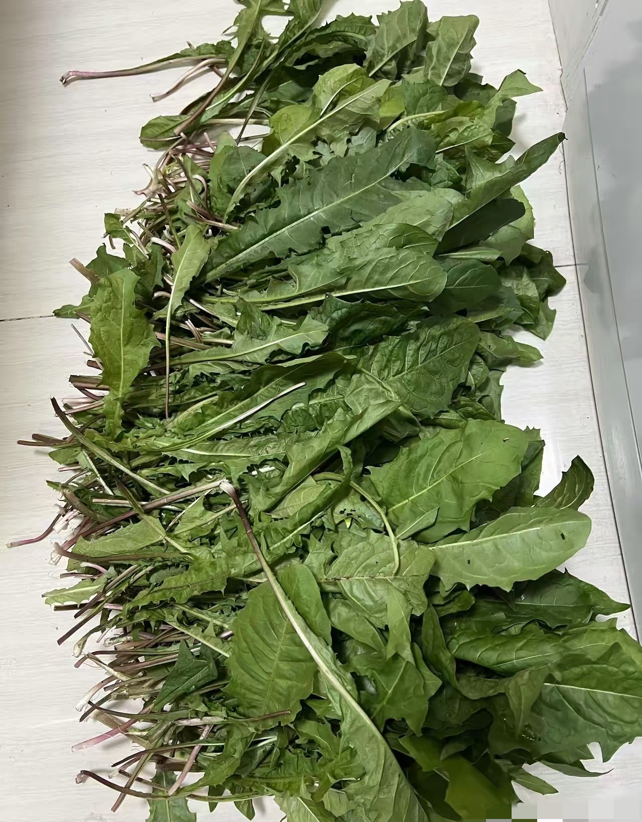 今天隔壁邻居送过来一把蔬菜朋友说这个是蒲公英另外一个朋友说是苦