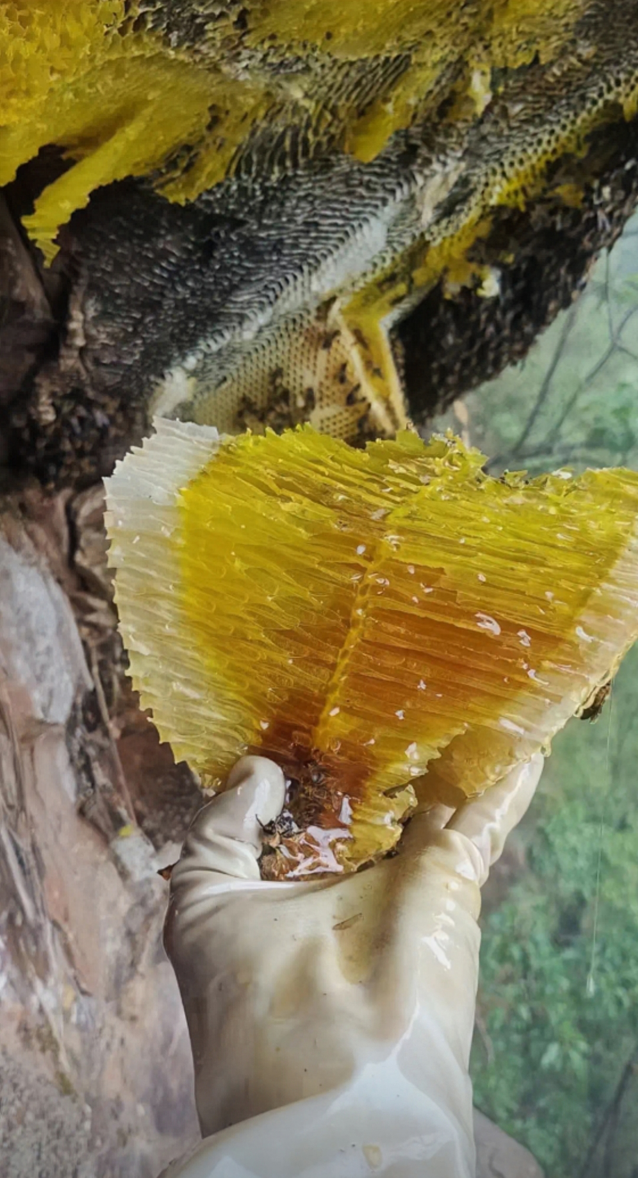 野生蜂蜜有毒是不是不能吃(野生蜂蜜安全吗会不会采到有毒的花)