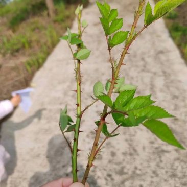 在河北这边,这种带刺的植物叫做月季