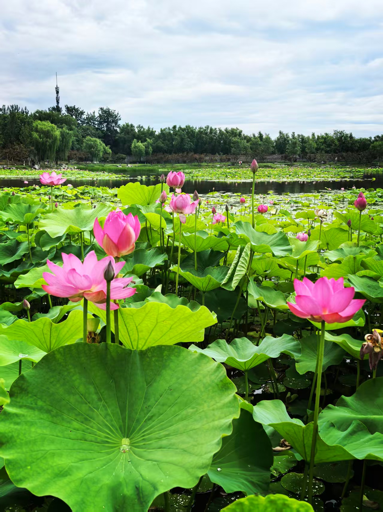 北京一亩园荷花金鸡菊热烈绽放,直接美成壁纸