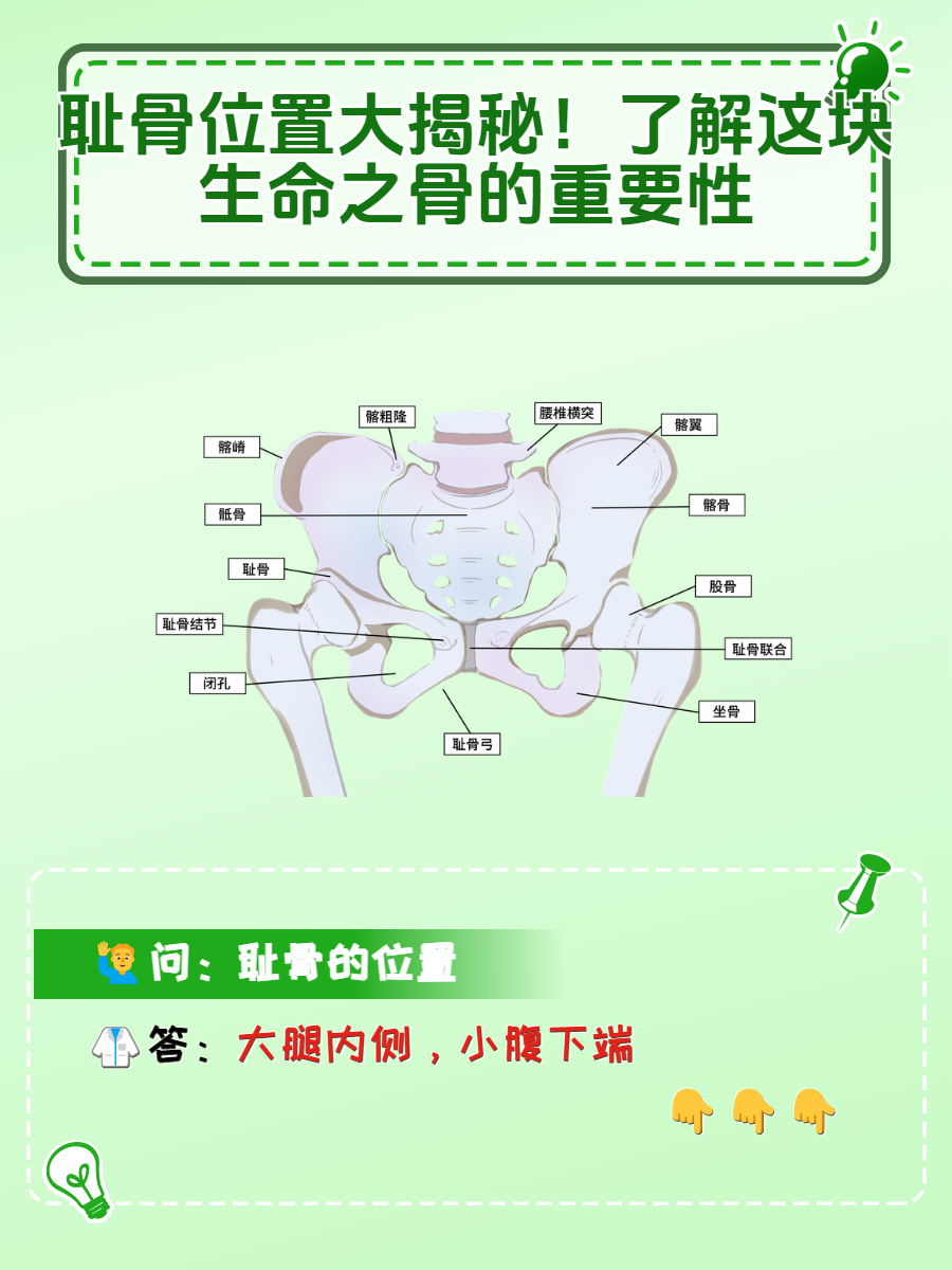 相信很多人都听过耻骨,这属于人体一个重要的组成