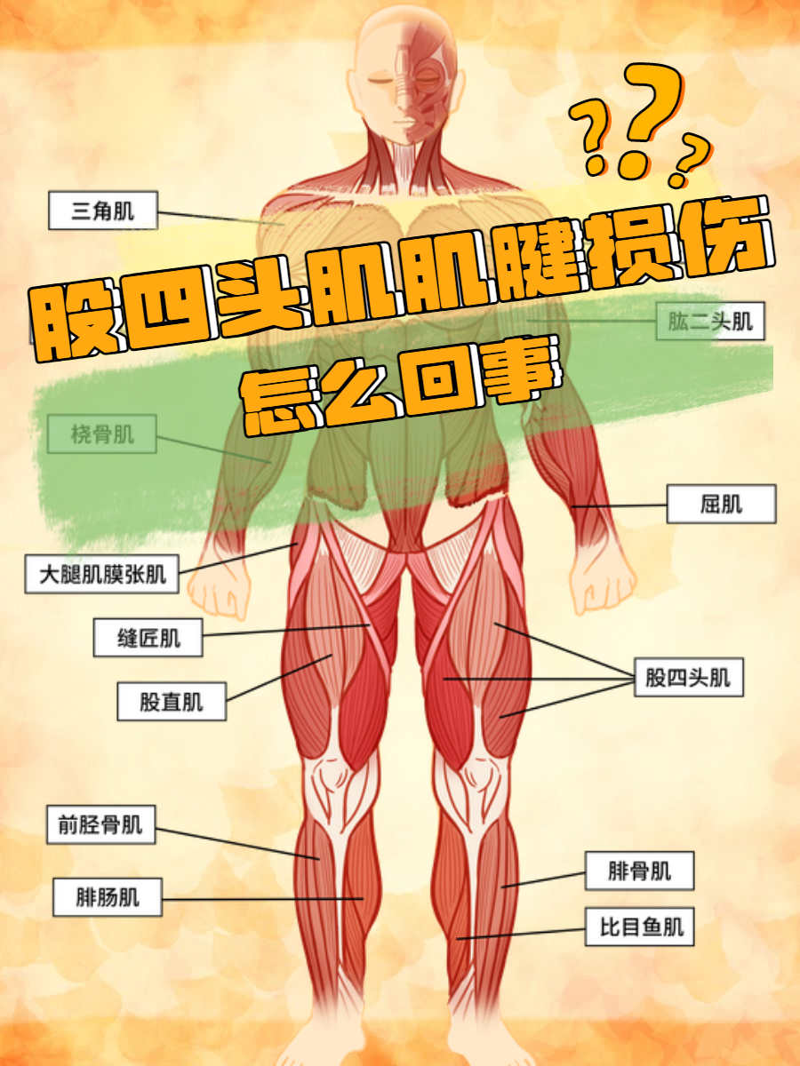 股四头肌肌腱损伤怎么回事?