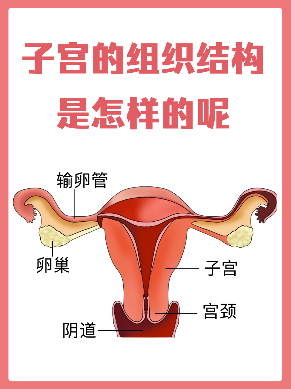 子宫的组织结构是怎样的呢