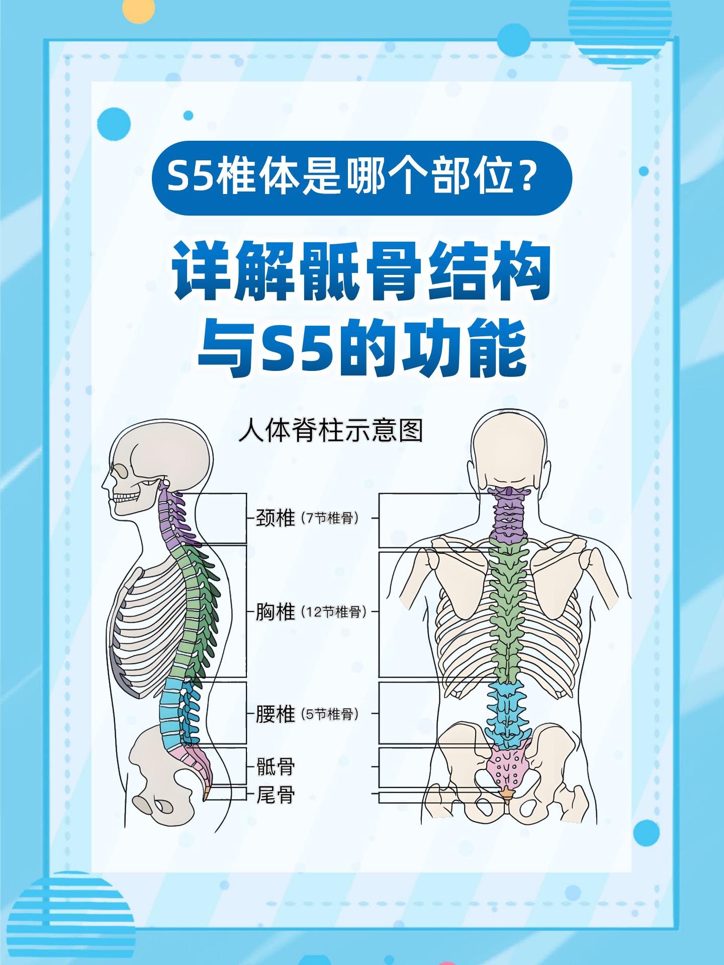 后背脊柱图片构造图解图片