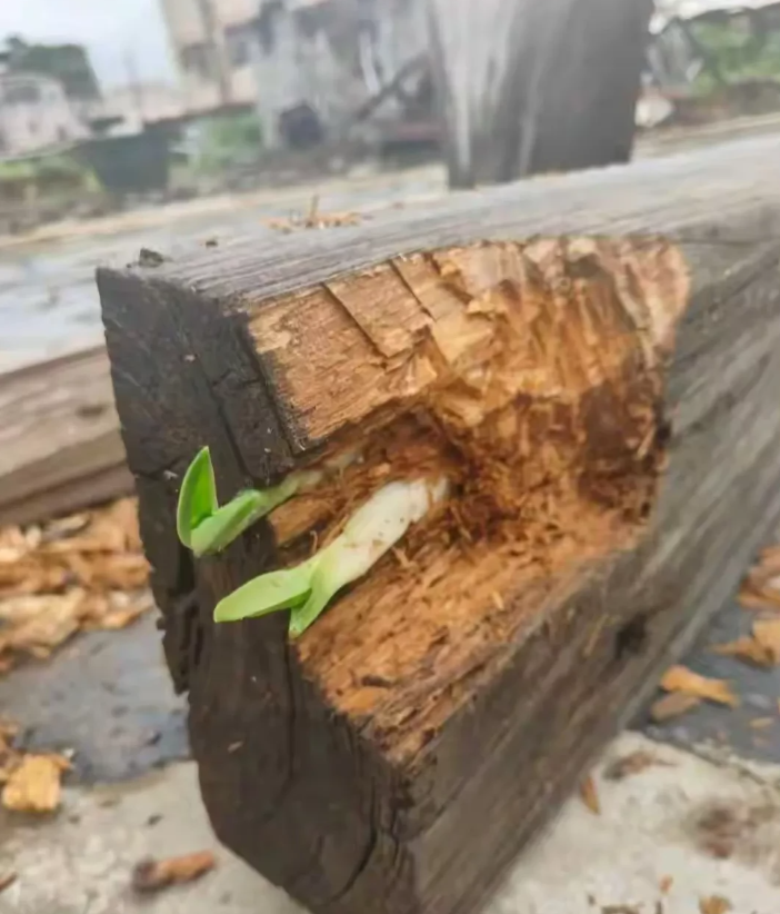 从这个角度来看的话,枯木头长出新芽,实在令人