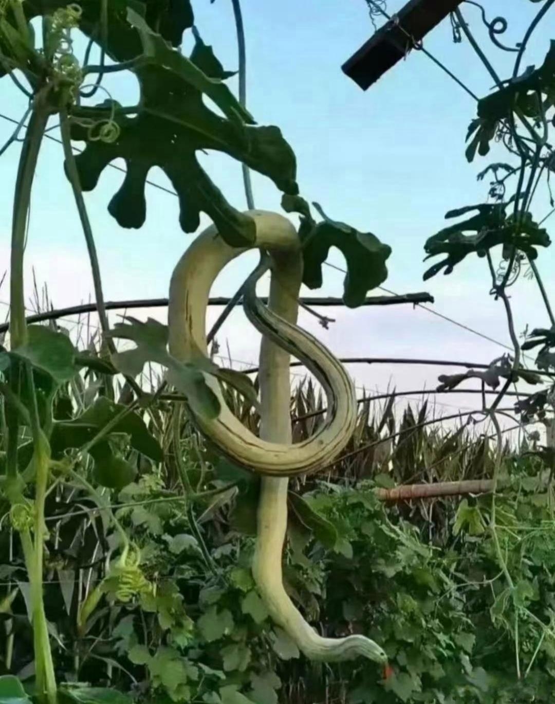 硬着头皮凑近一瞧原来是根又粗又弯的怪丝瓜不细看还真跟大蛇似的
