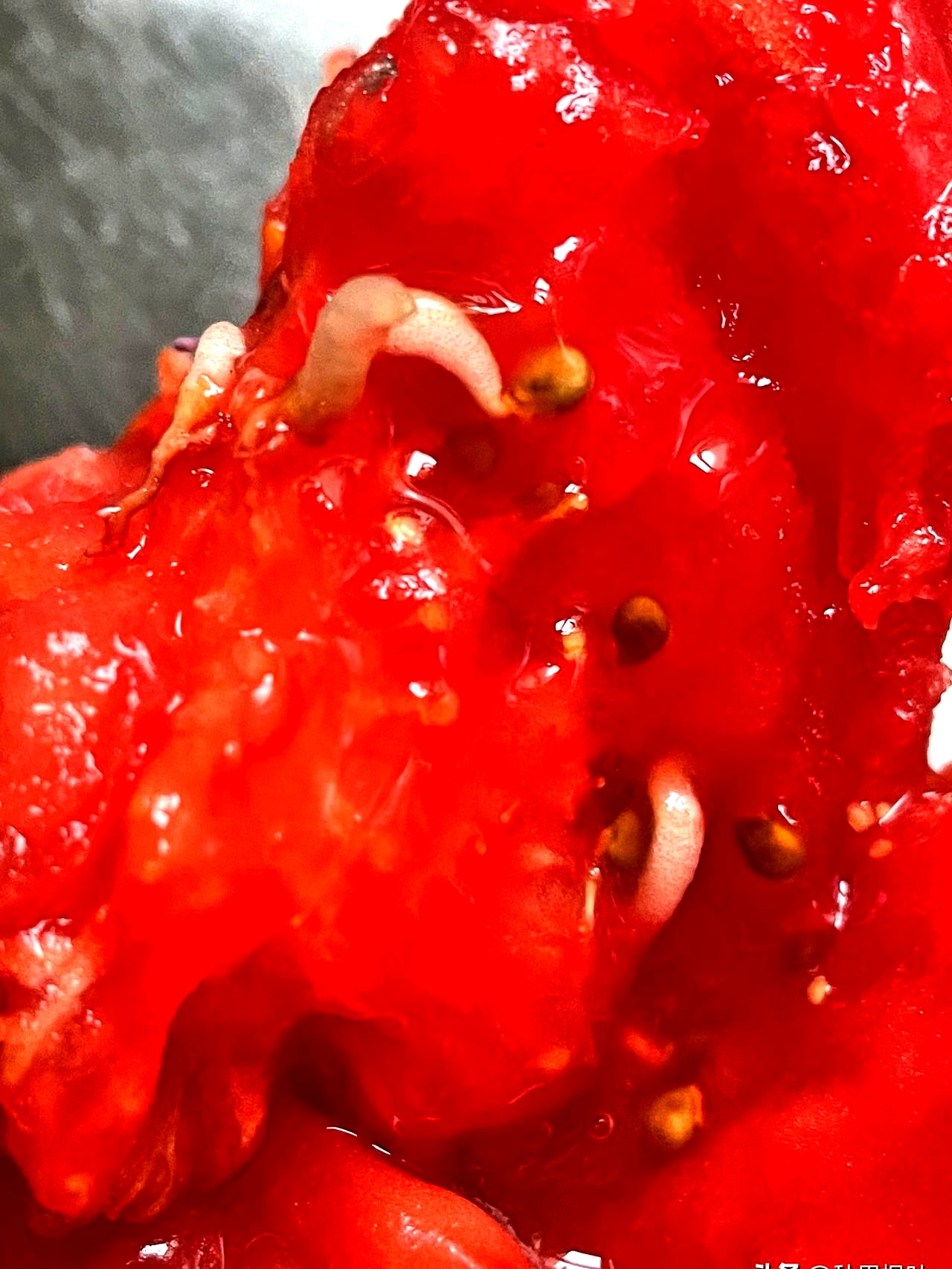 样子像肉蛆吓得我赶紧把没吃完的扔了太恶心人了